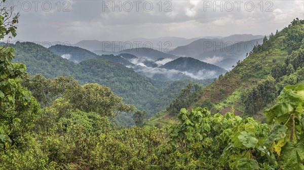 Tropical rainforest