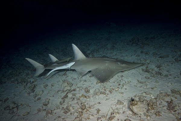 Giant Guitarfish (Rhynchobatus djiddensis) swims over sandy bottom in the night
