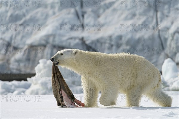 Polar bear (Ursus maritimus) with captured seal skin