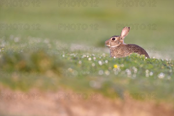 Young European rabbit (Oryctolagus cuniculus)