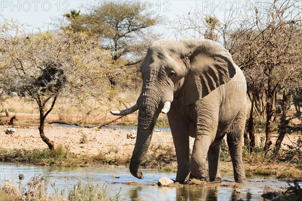 Elephant bull (Loxodonta africana) at the waterhole