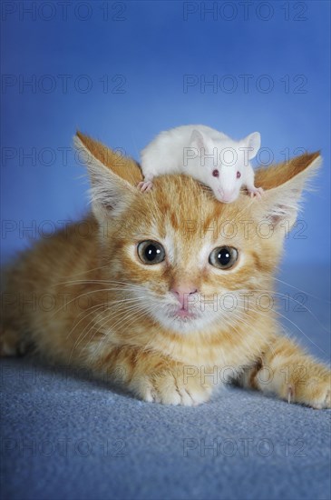 Kitten