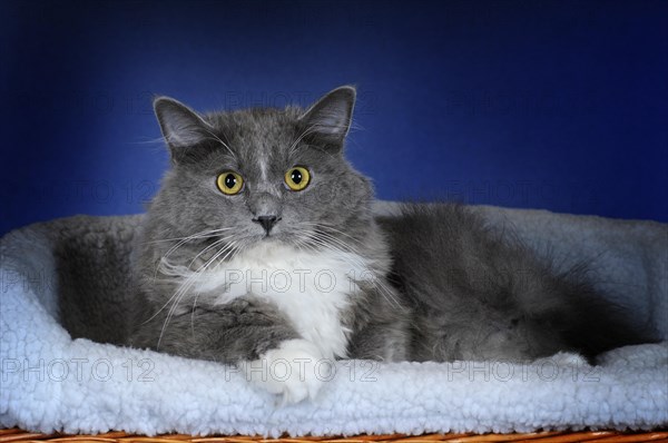 Ragdoll