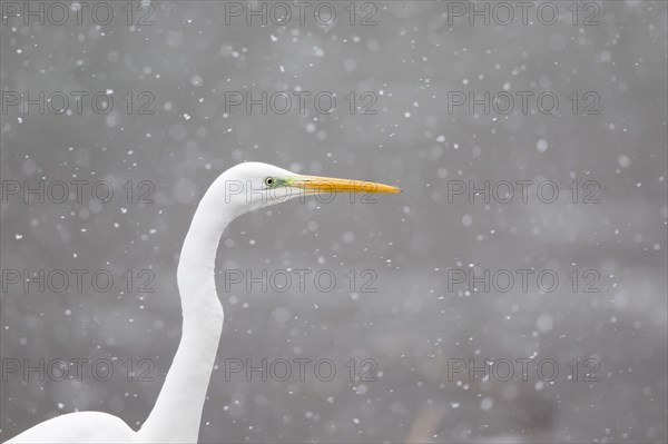 Great egret (Ardea alba)