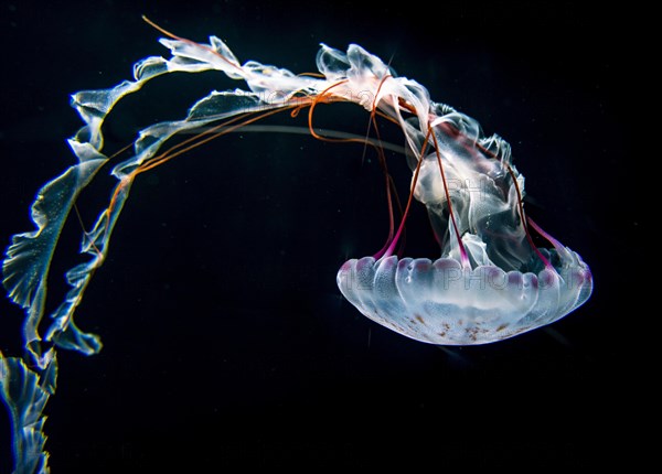 Illuminated purple-striped jellyfish (Chrysaora colorata)