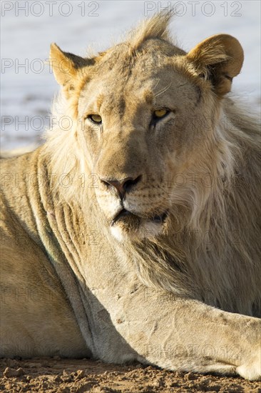 Lion (Panthera leo)
