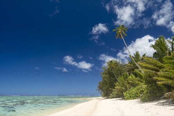 Sandy beach with palm trees and turquoise water