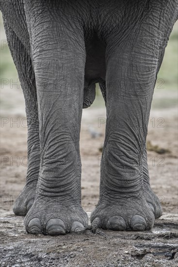 African elephant (Loxodonta africana)