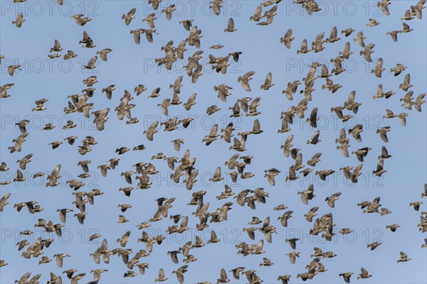 Red-billed quelea (Quelea quelea)