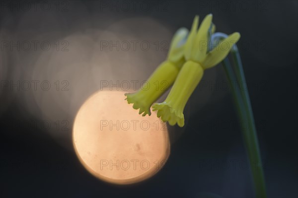 Cyclamen-flowered daffodil (Narcissus cyclamineus) with light reflections
