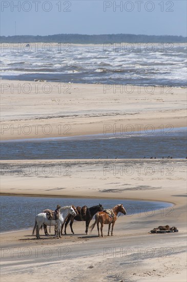 Riding horses at the estuary of the Atlantic into the Laguna de Castillo