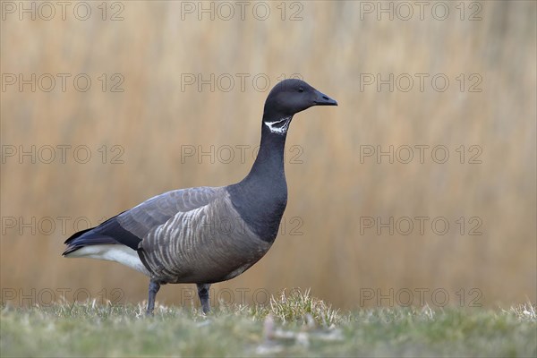 Brant Goose (Branta bernicla) stands in a meadow