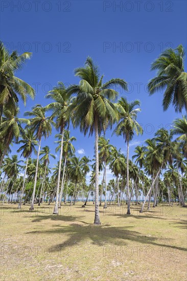 Palm trees at beach