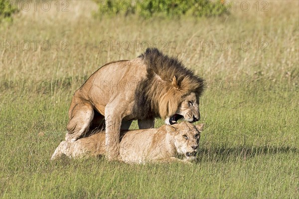 Lions (Panthera leo)