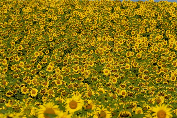 Field of sunflowers