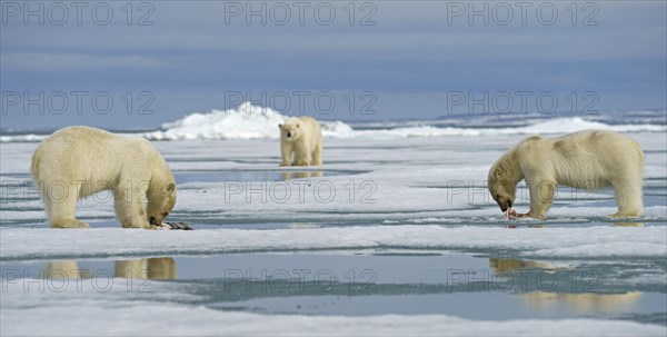 Polar bears (Ursus maritimus)