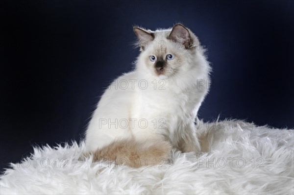 Ragdoll