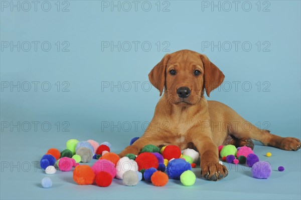 Labrador Retriever