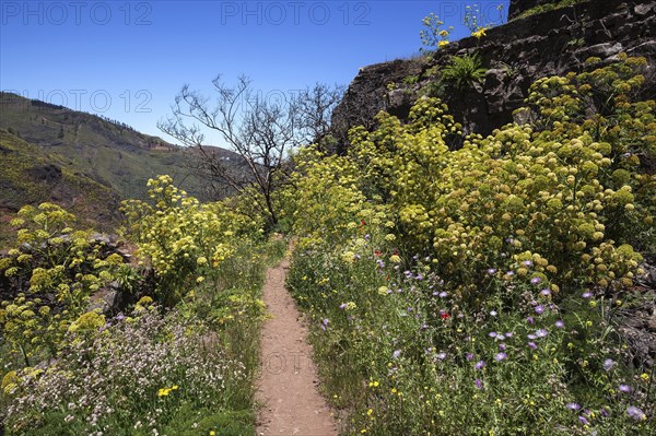 Path through blooming vegetation