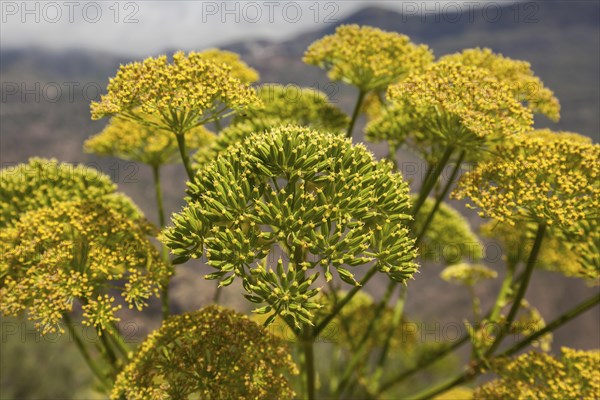 Yellow flowering giant fennel (Ferula communis)