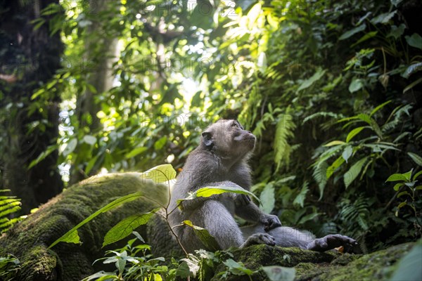 Crab-eating macaque (Macaca fascicularis)