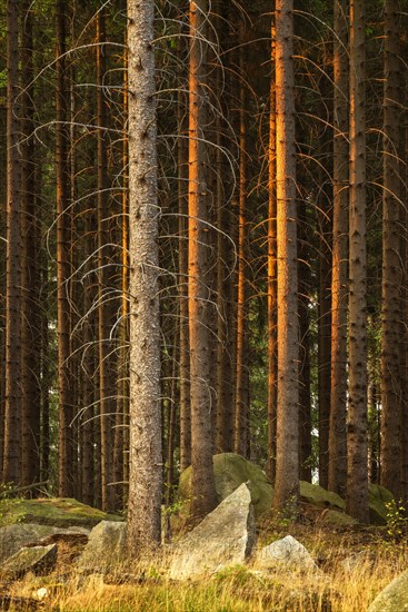 Spruce forest with rocks in the last light of the evening sun