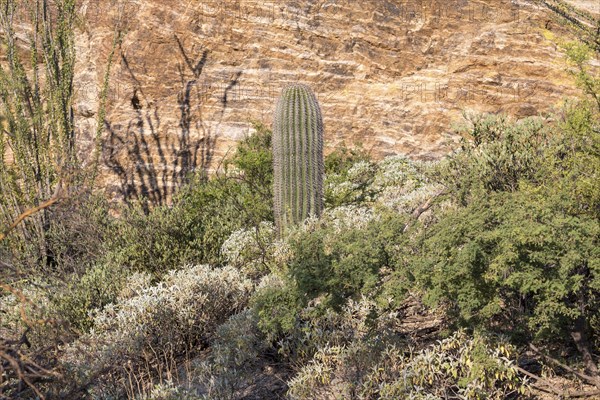 Young Saguaro (Carnegiea Giants)
