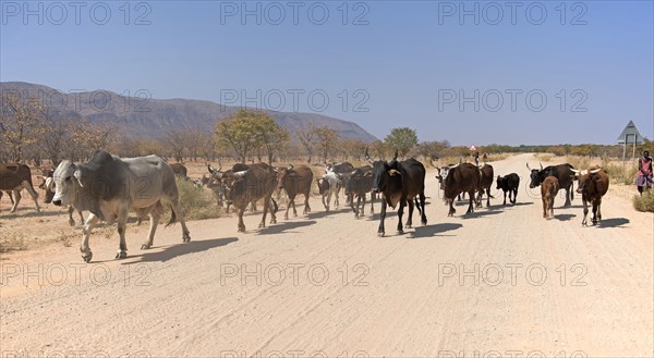 Cattle herd on a gravel road
