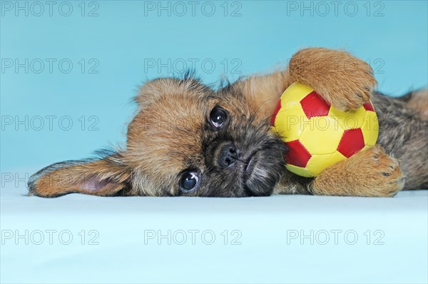 Brussels Griffon
