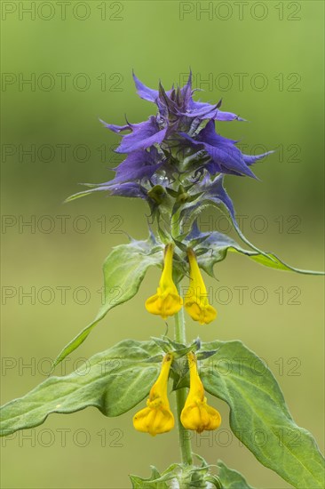 Melampyrum nemorosum (Melampyrum nemorosum)