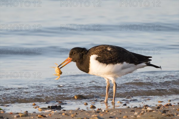 Eurasian oystercatcher (Haematopus ostralegus)