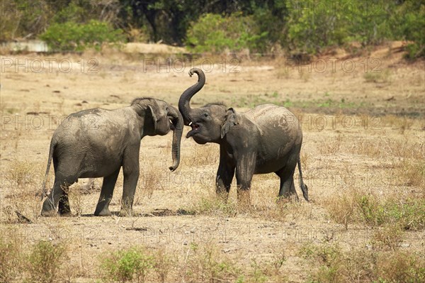 Sri Lankan elephants (Elephas maximus maximus)