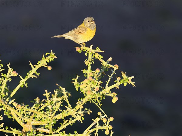 Cordillera Sierra Finch (Phrygilus gayi) sits on thorn bush