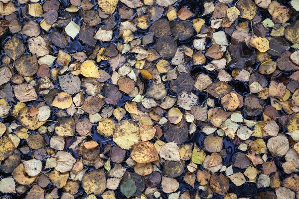 Autumn leaves