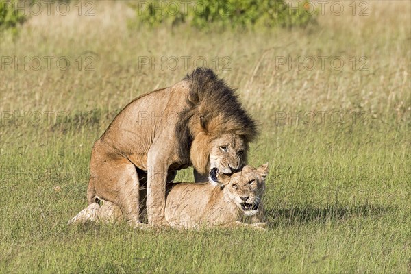 Lions (Panthera leo)