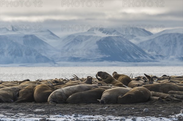 Walruses (Odobenus rosmarus)