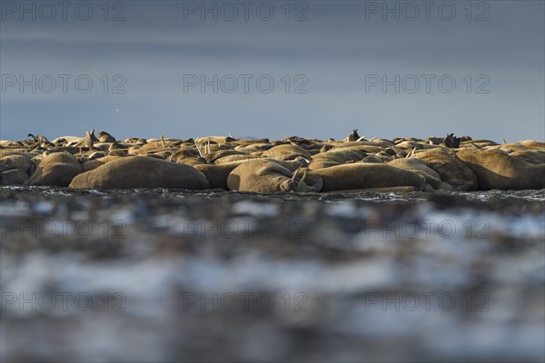 Walruses (Odobenus rosmarus)