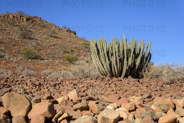 Gifboom (Euphorbia virosa)