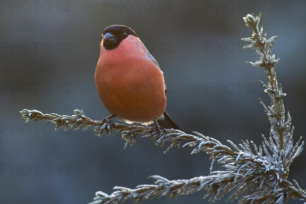 Bullfinch (Pyrrhula pyrrhula) sits on a branch