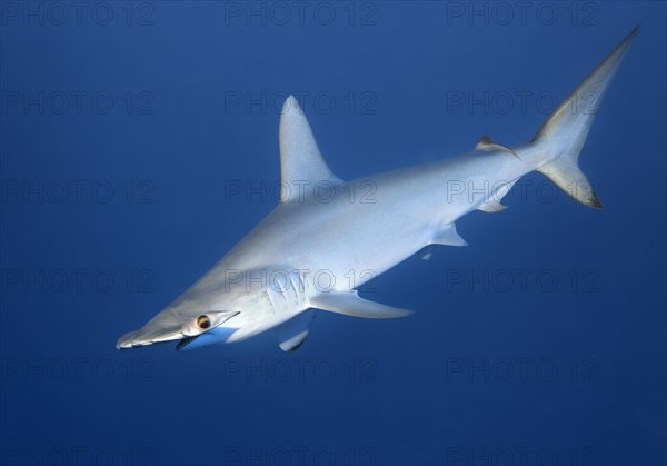 Scalloped Hammerhead (Sphyrna lewini) swims in the open sea