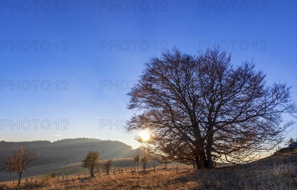 Sun goes down behind a tree at Mont Saleve