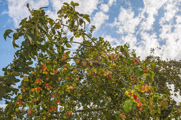 European Wild Pear (Pyrus pyraster) on tree