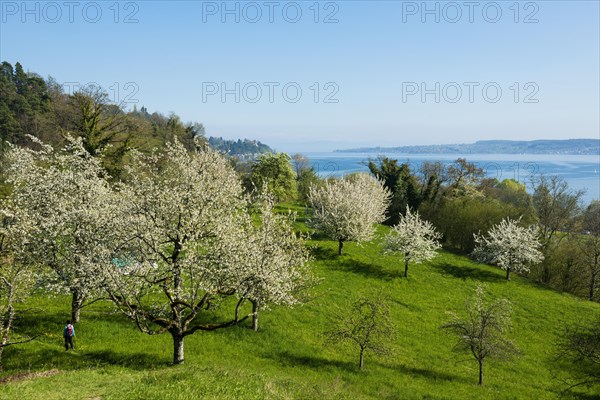 Flowering fruit trees on orchard meadow