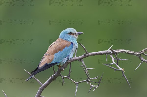 European roller (Coracias garrulus)