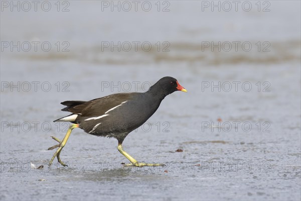 Common moorhen (Gallinula chloropus) runs over ice rink