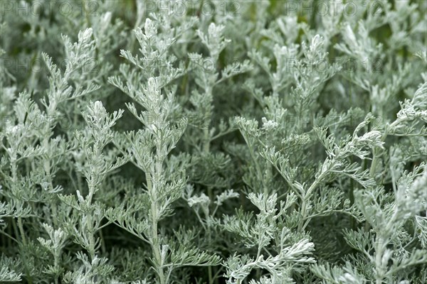 Sea wormwood (Artemisia maritima)