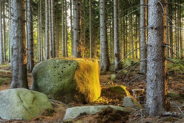 Spruce forest with large boulders in the evening light