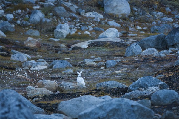 Arctic hare (Lepus arcticus) between large stones