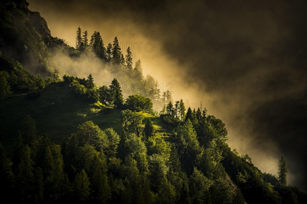 Mountain forest with early morning fog