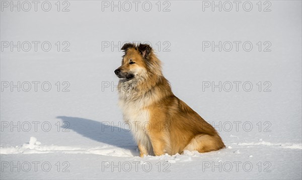 Islanddog (Canis lupus familiaris) sits in the snow